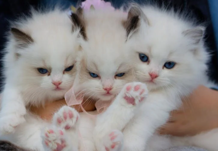 Cani e gatti in crescita nelle famiglie italiane